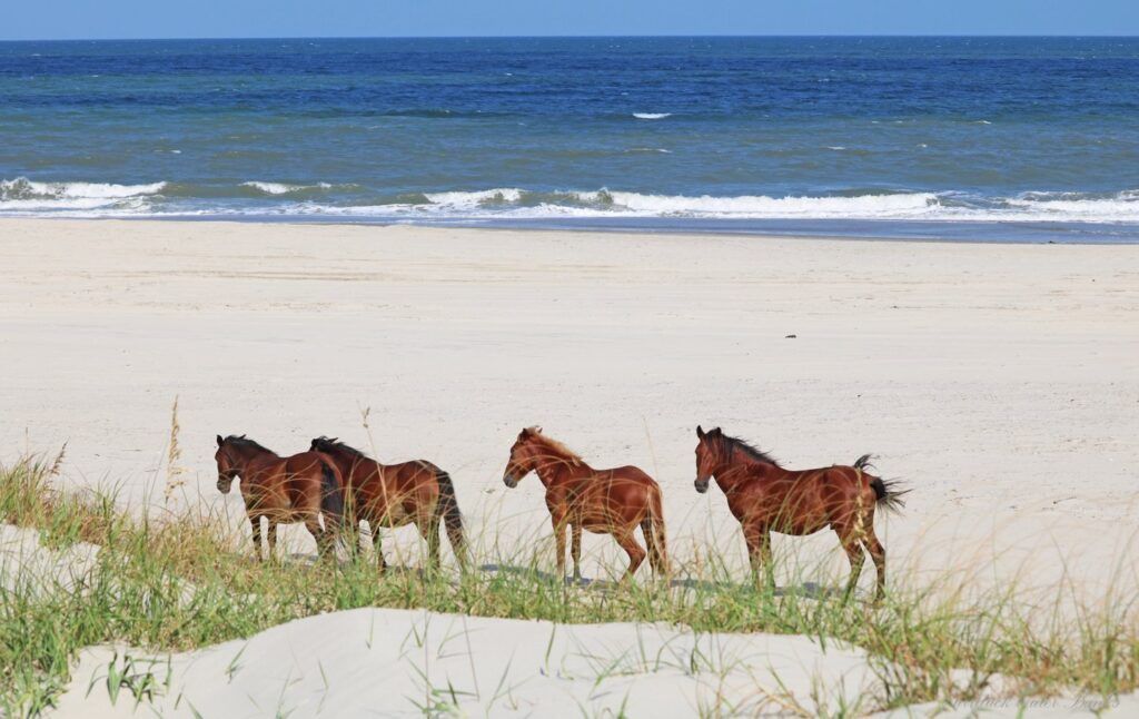 Wild horses roam at Currituck Beach, one of North Carolina's best beaches